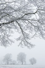 Tree in hoarfrost, Lembruch, Lower Saxony, Germany