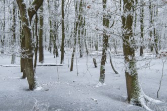 Erlenbruch am Dümmer, Dümmer, Hüde, Lower Saxony, Germany