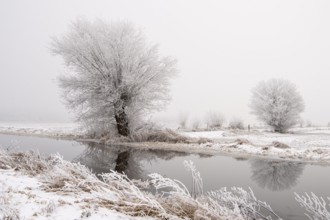 Willow in hoarfrost in winter on the edge channel of the Dümmer, Dümmer, Hüde, Lower Saxony,