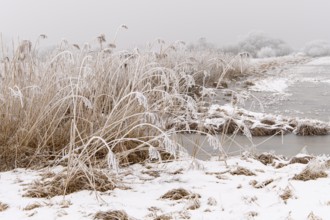 Winter at Teichwiese am Dümmer, Dümmer, Hüde, Lower Saxony, Germany