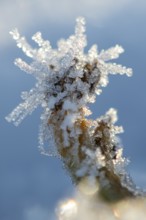 Ice crystals on a blade of grass in winter, hoarfrost, Goldenstedt, Lower Saxony, Germany
