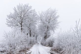 Baum im Hoarreif, Vestrup, Lower Saxony, Germany