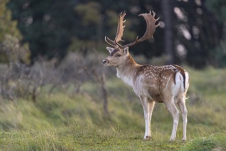Fallow deer (dama dama), male, deer, Zandvoort, North Holland, Netherlands