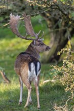 Fallow deer (dama dama), male, deer, Zandvoort, North Holland, Netherlands