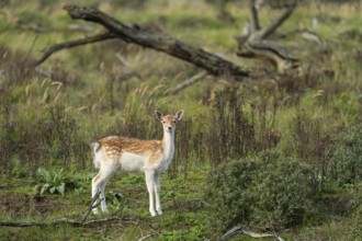 Fallow deer (dama dama), Zandvoort, North Holland, Netherlands