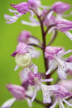 Purple Orchid (Orchis purpurea), Leutra, Jena, Thuringia, Germany