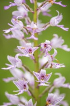 Helm's-orchid (Orchis militaris), Leutra, Jena, Thuringia, Germany