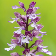 Purple Orchid (Orchis purpurea), Leutra, Jena, Thuringia, Germany