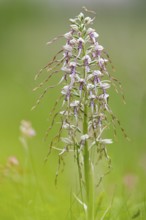 Goat's tongue (Himantoglossum hircinum), Leutra, Jena, Thuringia, Germany