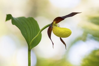 Yellow lady's slipper orchid (Cypripedium calceolus), Leutra, Jena, Thuringia, Germany