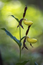 Yellow lady's slipper orchid (Cypripedium calceolus), Leutra, Jena, Thuringia, Germany