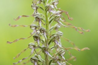 Goat's tongue (Himantoglossum hircinum), Leutra, Jena, Thuringia, Germany
