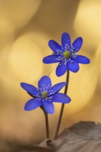 Blooming liverwort (Anemone hepatica) in the forest in spring, early bloomer, Steinhagen,