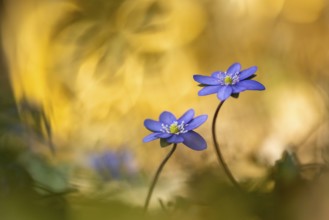 Blooming liverwort (Anemone hepatica) in the forest in spring, early bloomer, Steinhagen,