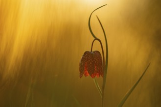 Snake's Head Fritillary (Fritillaria meleagris) at sunrise in a wet meadow in spring, Berne, Lower