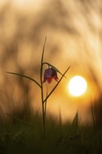 Snake's Head Fritillary (Fritillaria meleagris) at sunrise in a wet meadow in spring, Berne, Lower