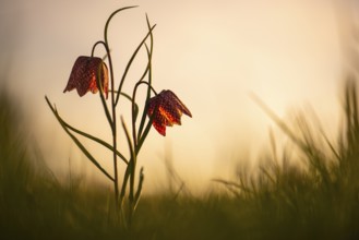 Snake's Head Fritillary (Fritillaria meleagris) in a wet meadow in spring, Berne, Lower Saxony,