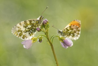 Aurora butterfly (Anthocharis cardamines) on meadow foamwort at sunset in spring, butterfly,