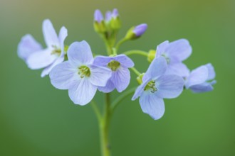 Flowering meadow foamwort (Cardamine pratensis) in spring in a wet meadow, Vechta, Lower Saxony,