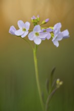 Flowering meadow foamwort (Cardamine pratensis) in spring in a wet meadow, Vechta, Lower Saxony,