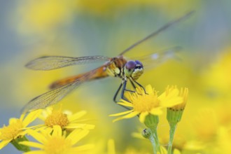 Marsh dragonfly (Sympetrum depressiusculum), Ahlhorn, Lower Saxony, Germany
