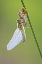 Methamorphosis of a four-spot (Libellula quadrimaculata), dragonfly, Oldenburger Münsterland, moor,