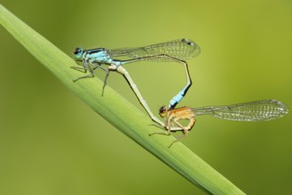 Blue-tailed damselfly (Ischnura elegans), mating wheel, Oldenburger Münsterland, Hunte,