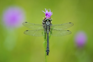 Common Club-tail (Gomphus vulgatissimus), Oldenburger Muensterland, Goldenstedt, Lower Saxony,