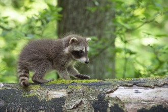 Young raccoon (Procyon lotor) on a discovery tour, Steinhagen, North Rhine-Westphalia, Germany