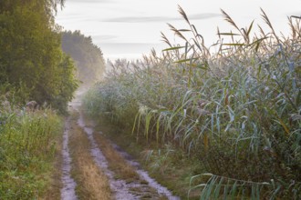 Trail along the reeds at the Ahlhorn fish ponds, Lower Saxony State Forests, Ahlhorn, Lower Saxony,