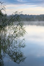 Daybreak with fog at blue hour in the Ahlhorner Fischteiche nature reserve of the Lower Saxony