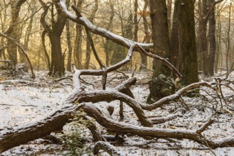 Winter in the jungle tree trail with ancient trees in the Ahlhorner Fischteiche nature reserve,