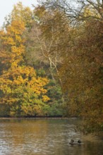 Autumn in the Ahlhorn Fish Ponds Nature Reserve of the Lower Saxony State Forests, Ahlhorn, Lower