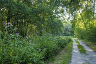 Blooming riverbank vegetation along the path in the Ahlhorner Fischteiche nature reserve, Ahlhorn,