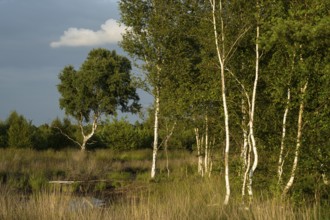 Birch (Betula) in a summer moor, Goldenstedt, Lower Saxony, Germany