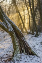 Winter in the jungle tree trail with ancient trees in the Ahlhorner Fischteiche nature reserve,