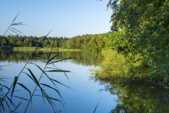 Summer in the Ahlhorn Fish Ponds Nature Reserve of the Lower Saxony State Forests, Ahlhorn, Lower