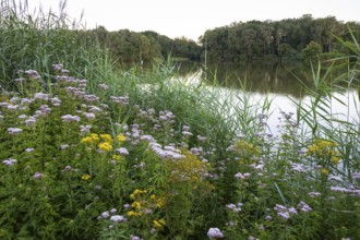 Blooming lakeside vegetation in the Ahlhorner Fischteiche nature reserve, Ahlhorn, Lower Saxony,