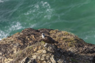 Daytime capture of an osprey holding a fish on rocks at Cape Byron, New South Wales, Australia