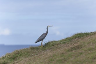 Heron eating a butterfly at Cape Byron, New South Wales, Australia
