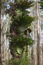Platycerium fern and paper bark trees in swamp at Byron Bay, New South Wales, Australia