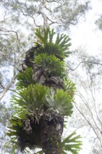 Platycerium fern in swamp at Byron Bay, New South Wales, Australia
