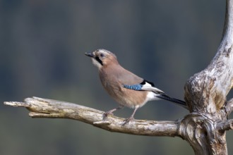 Eurasian jay (Garrulus glandarius), sitting on a branch, Terfens, Tyrol, Austria