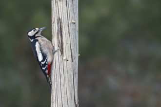 Great spotted woodpecker (Picoides major), on a tree trunk, Jenbach, Tyrol, Austria
