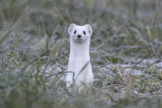 Ermine (Mustela erminea), in winter fur, Münster, Tyrol, Austria