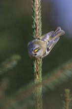 Goldcrest (Regulus regulus), Pillberg, Pill, Tyrol, Austria