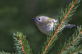 Goldcrest (Regulus regulus), Pillberg, Pill, Tyrol, Austria