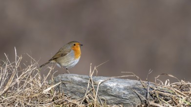 Robin (Erithacus rubecula), sitting on a stone, Terfens, Tyrol, Austria