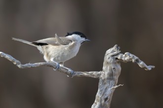Marsh tit (Parus palustris), sitting on a branch, Terfens, Tyrol, Austria
