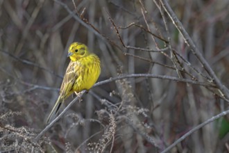 Yellowhammer (Emberiza citrinella), sitting on a branch, Terfens, Tyrol, Austria